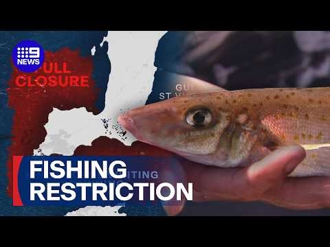 New fishing restrictions implemented due to continuing algal bloom in SA | 9 News Australia