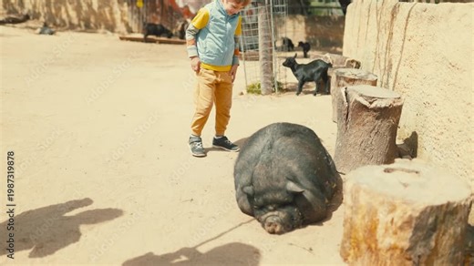 Young boy gently petting big black pig at petting zoo