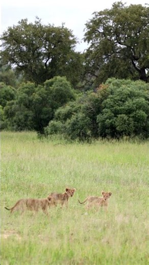 Tiny Lion Cubs Explore the Wild!