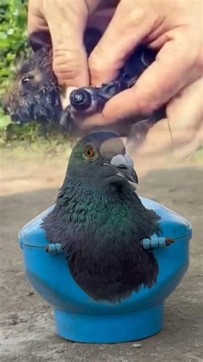 Botfly larva removal in a marsh rabbit, highlighting wildlife parasite treatment and vet care. #usa