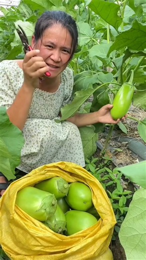 Amazing vegetable 🍆🍆 farming by rural farmer | Fresh vegetable #vegetables