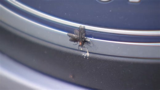 Increase in mosquitoes and love bugs this season due to climate, experts say