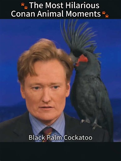 THE MOST HILARIOUS CONAN ANIMAL MOMENTS 🐾 Unpredictable pets stealing the whole show on live TV! #CONAN #AnimalMoments #FunnyPets #LateNightComedy