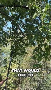 Greenworks 82V Trimmer My Honest Review & Comparison