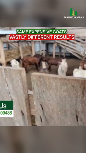 The Hidden Truth of Goat Farming: It's Not the Breed! Think expensive goats guarantee success? Think again! This video reveals why nutrition and proper care, not just genetics, are the real game-changers in farming. Don't make the same mistakes!