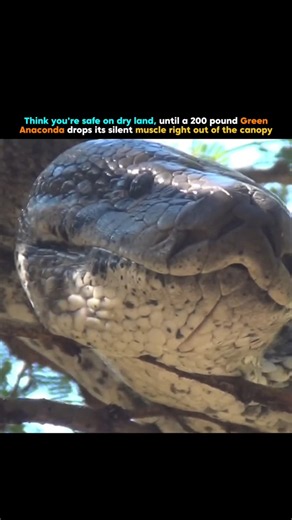 200lb Anaconda is Right Above You 🤯