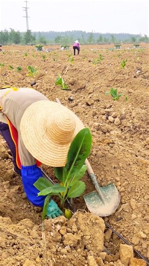 Banana Farming Techniques for Quality Fruits #farmingtech