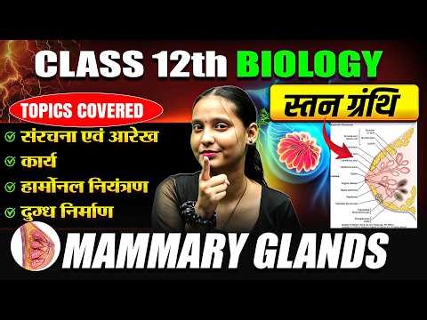 स्तन ग्रंथि (Mammary Glands) | Class 12 Biology | Structure, Function & Milk Formation