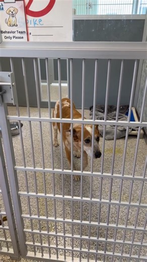 ðŸ¾ Live Walk-Around Wednesday is here! ðŸ¾ 4/1/26 Join us as we take you behind the scenes and introduce you to some of our amazing dogs. From playful personalities to sweet snuggle bugs, you never know who youâ€™ll fall in love with today ðŸ’› Please noteâ€”not all of the dogs you see today will be available for adoption just yet. Be sure to keep an eye on our website to see when they become available! We are also currently treating nearly 30 dogs for heartworm, so we wonâ€™t be visiting som