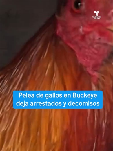 El sheriff de Maricopa intervino en un evento clandestino de peleas de gallos. Al llegar, varias personas intentaron escapar, pero la policía detuvo a 8 personas, rescató 157 aves, incautó $18,000 en efectivo y varias armas. Autoridades relacionan el evento con apuestas ilegales y crimen organizado. #arizona #buckeyeaz #noticias #peleadegallos