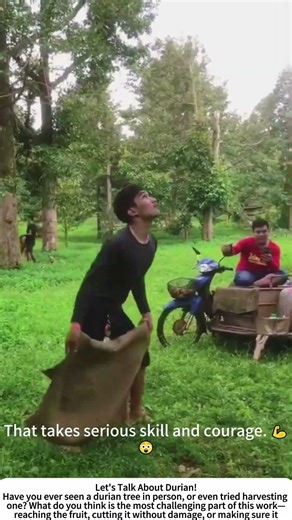 Harvesting Durian from High in the Tree – A Skilled Craft 🪚🍈🌳
