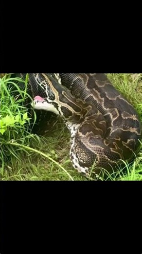 Biggest python in the world