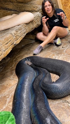 Why female reticulated pythons dwarf the males in size