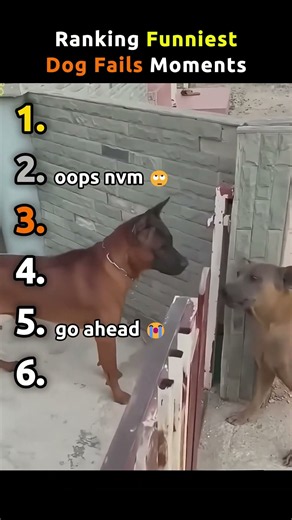 Ranking Funniest Dog Fails Moments