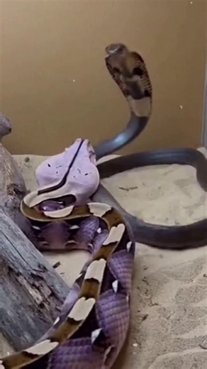 What's happening here , the Lytham fighting another python.