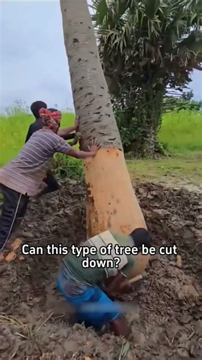 Can this type of tree be cut down?