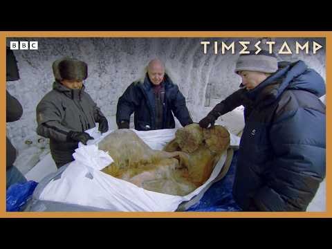 Remarkable rare look at a perfectly preserved woolly mammoth | BBC Timestamp