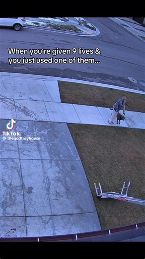 At some point you just have to give in and get gutter guards, right? #gutterguards #guttercleaning #ladderfail #homeownerproblems