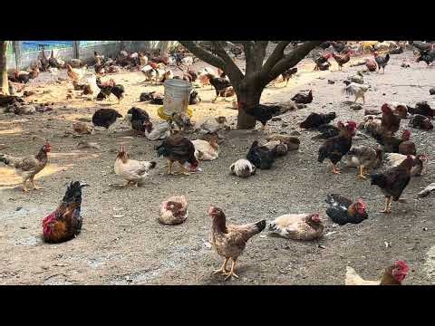 Peaceful Vietnam Countryside Life with Free-Range Chickens | Natural Sounds