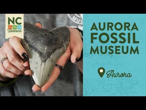 Aurora Fossil Museum - Aurora, NC | North Carolina Weekend