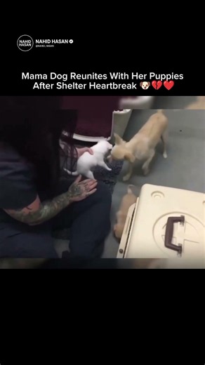 Mama Dog Reunites With Her Puppies After Shelter Heartbreak 🐶💔❤️