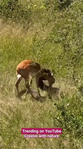 most trending | python eating big animals | wild animals in forest | kyo kisi ko | #trendingsong