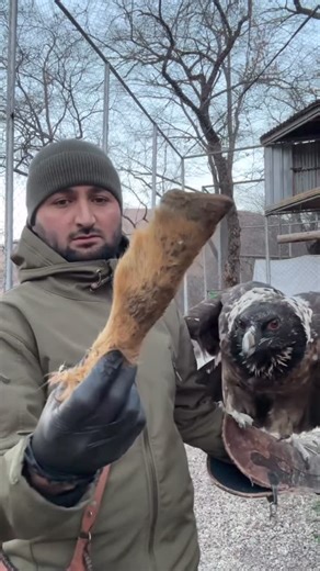 Viral Videos on Instagram: "The bearded vulture digests bones thanks to an extremely acidic stomach (pH ~1). Large bones are smashed on rocks for marrow, smaller ones are swallowed whole calcium dissolves, nutrients remain."