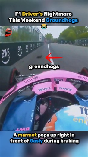 Gasly Repeated Albon’s Marmot Incident 😳