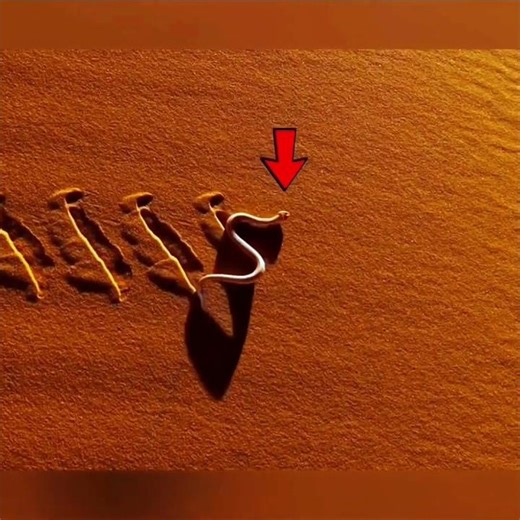 Silent Killer Sidewinder Snake...#shorts #shortvideo #short #animals #shortsfeed