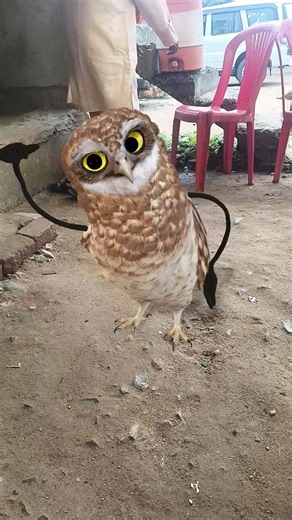 ullu 🥶#shortsfeed #youtubeshorts #trendingshorts #viralshorts #funny #comedy