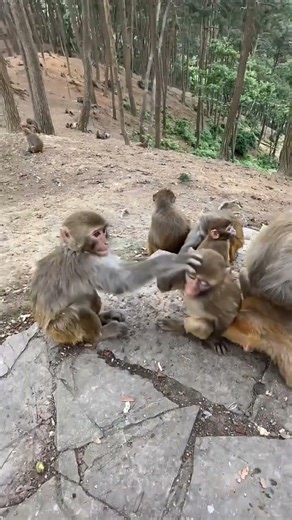 Actually... It’s THIS Small | Palm-Sized Monkey = Illegal | No Way This Is Real 🤏