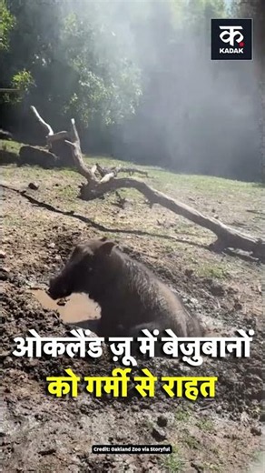 US, California: Animals Beat the Heat at Oakland Zoo | #shorts