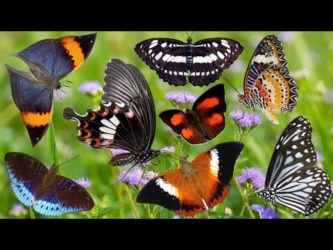 Title: 7 Most Beautiful Butterflies in the World | Amazing Colors of Nature