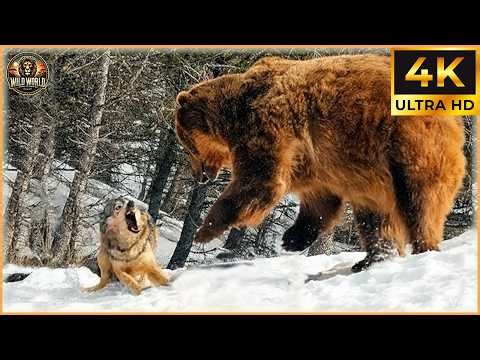 Craziest Grizzly Bear Attacks Ever Caught On Camera | Animal Documentary #193