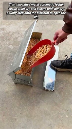 Innovative Weight Activated Feeding System For Your Backyard Flock