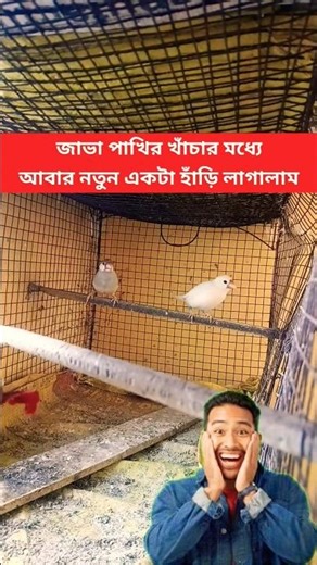 জাভা পাখির খাঁচার মধ্যে আবার নতুন একটা হাঁড়ি লাগালাম দেখো বন্ধুরা #shortsfeed #javasparrow #viral