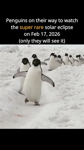 Eclipse for penguins 🐧