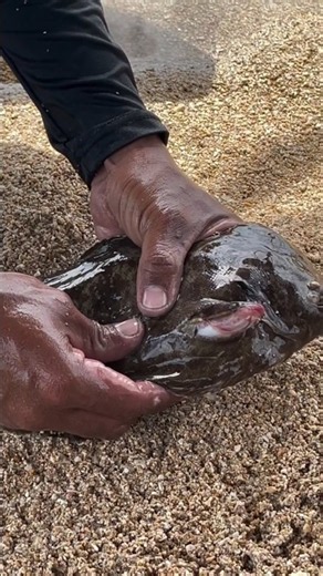 This Giant Fish Swallowed A Baby Shark WHOLE And It's Still Alive!#giantfish #fishfood #ytshorts