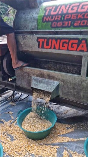Corn farming, threshing and harvesting corn -Agriculture #shorts