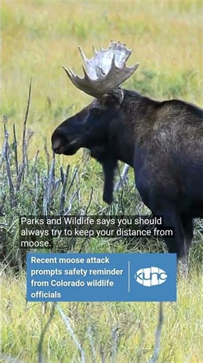 Moose safety in Colorado