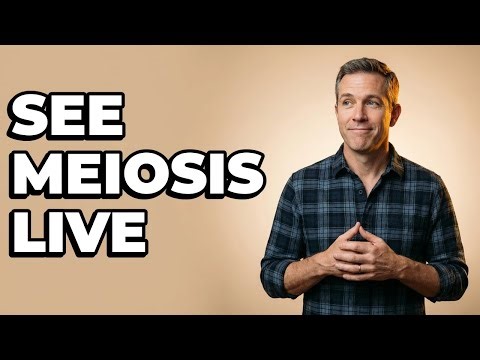 Which Microscopy Reveals Chromosome Movement During Meiosis?