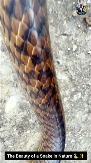 The Beauty of a Snake in Nature 🐍✨ #snake #wildliferescue #wildlife #cobra #animals