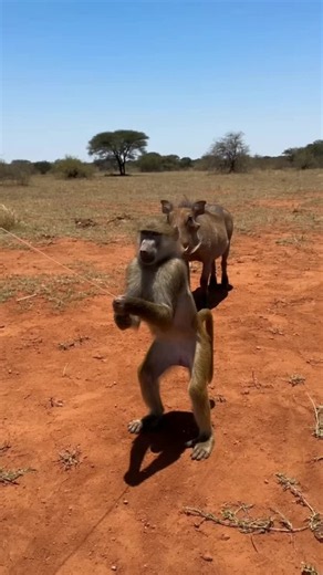 Funniest Wild Animal Moments You Won't Believe Happened! 😂🦁 #FunnyAnimals #WildComedy #NatureUSA #wildanimalsusa