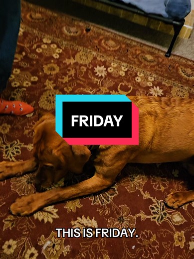 Everyone say hello to Friday. Friday is a delightful 7 month old fox red lab, and we wish to share him with the world. #dog #cute #labrador #dogtok #puppy