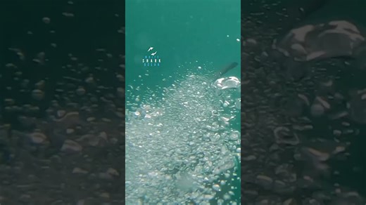 Great white explodes out of the water