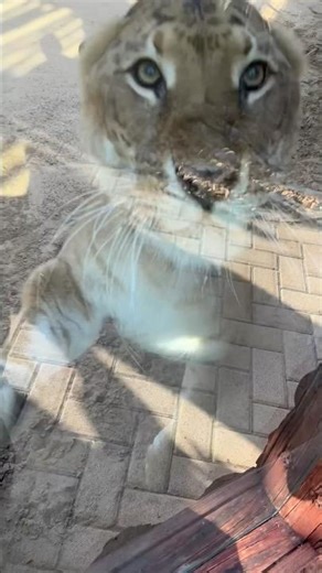 We got a ferocious ball of chunky fur 🐅 when this liger comes for the rope!