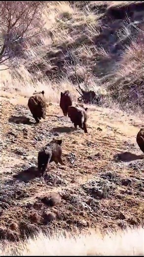 Wild Boar Paused… Then Exploded Forward. #animals #wildlife #загоннаяохота #wildboar #охота #real