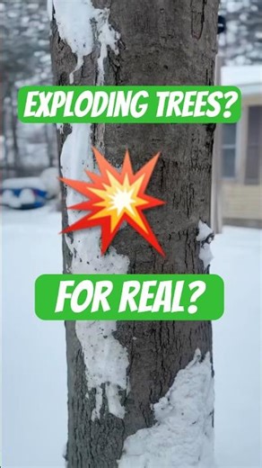 Exploding trees? 🌳💥 #tree #science #shorts