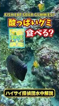 魚は酸っぱいグミを食べる？