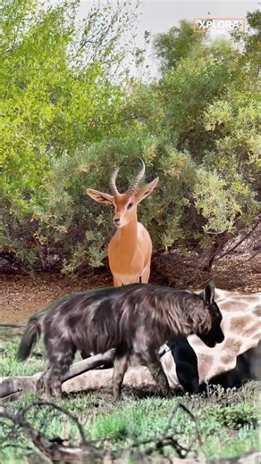 Wild Dogs Clash While an Impala Stands Frozen – Tension in the Wild